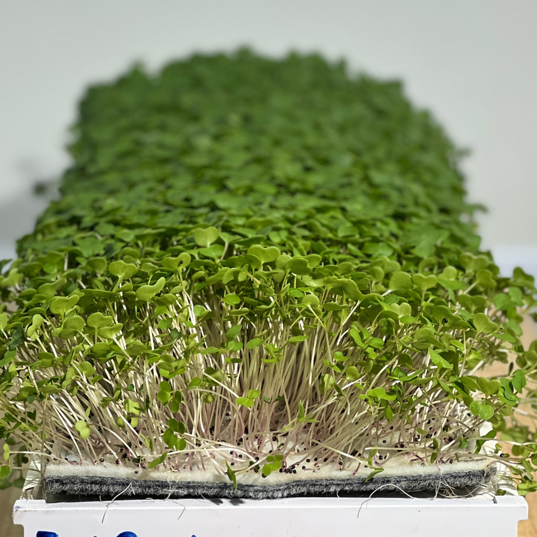 Reusable Grow Mat 9in x 30in
