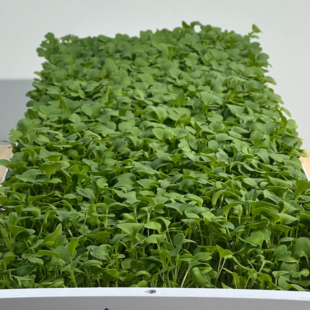 Standard Grow Mat 10in x 20in