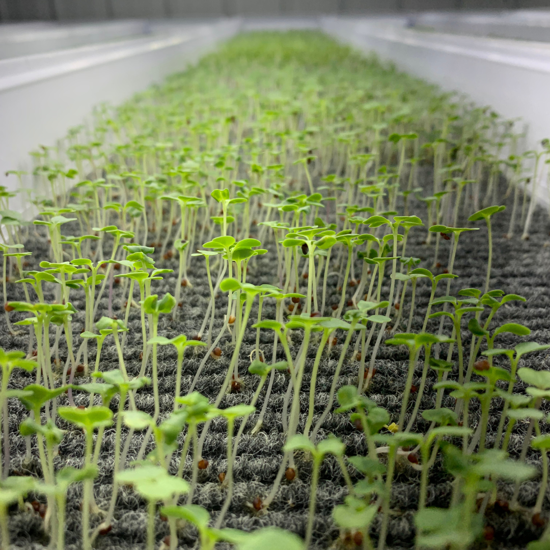 Standard Grow Mat 10in x 20in