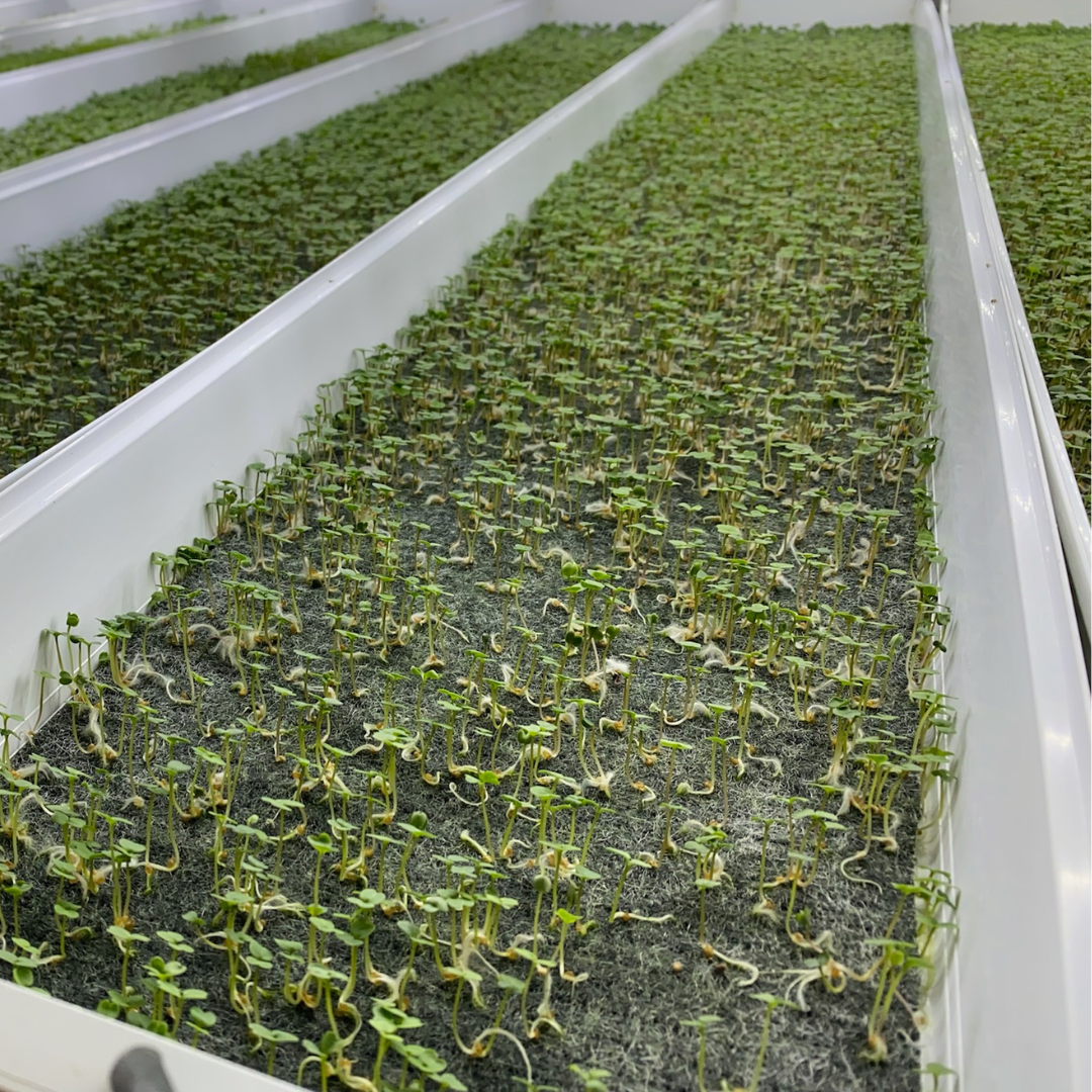Standard Grow Mat (fits Bootstrap Farmer trays) - 10in x 20in