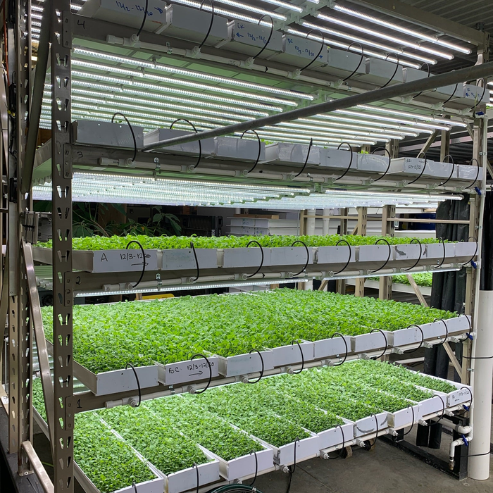 Commercial Production Rack hydroponic system