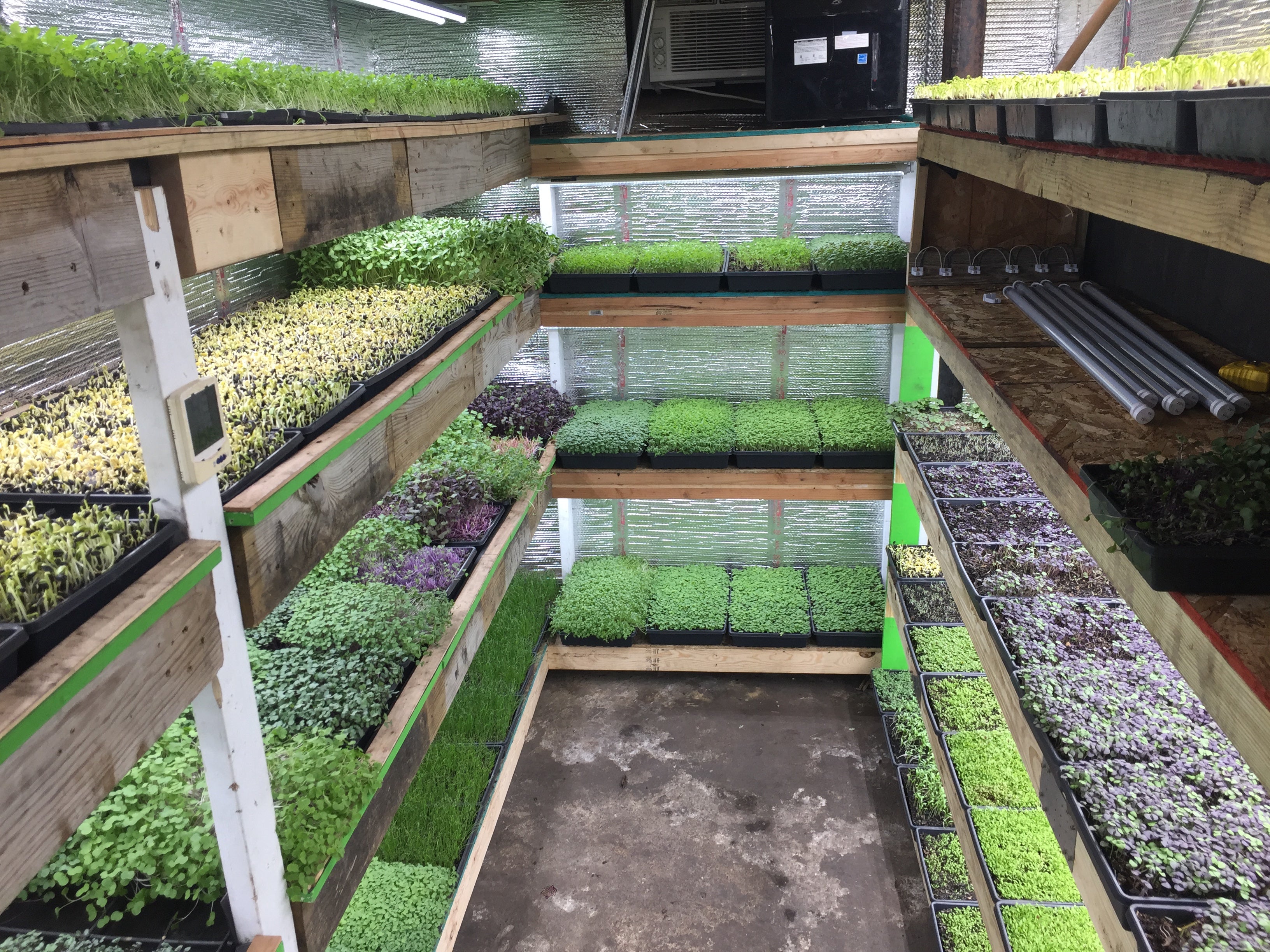 Urban Greens