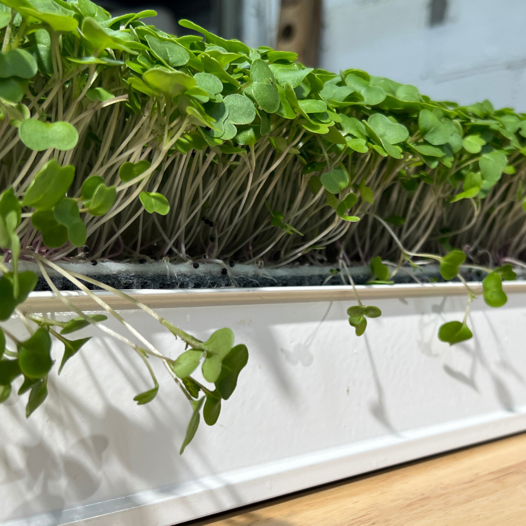 Image of Reusable Grow Mat 9in x 30in