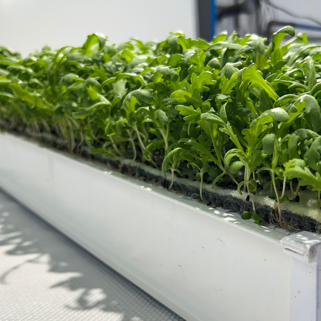 Growmat Reusable Grow Mat 10in x 20in – Urban Greens