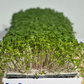 Reusable Grow Mat 9in x 30in