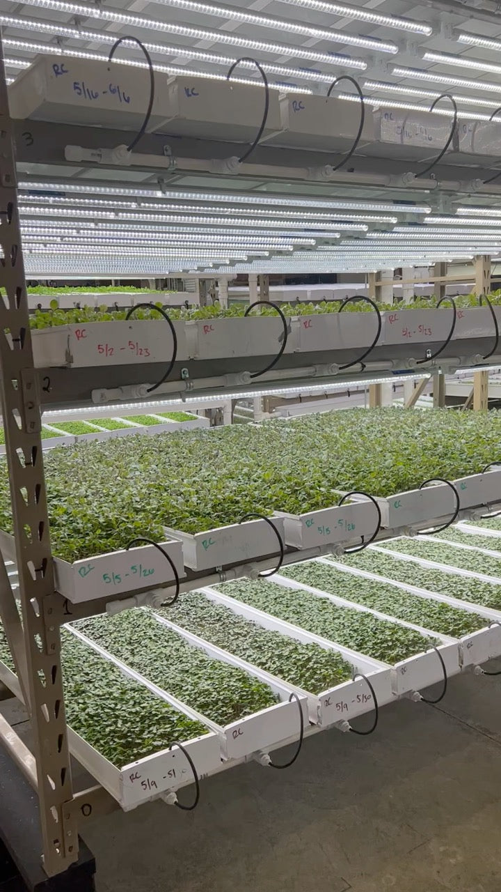 Image of Commercial Production Rack