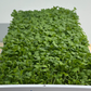 Standard Grow Mat 10in x 20in