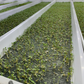 Standard Grow Mat (fits Bootstrap Farmer trays) - 10in x 20in