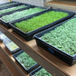 Standard Grow Mat 10in x 20in