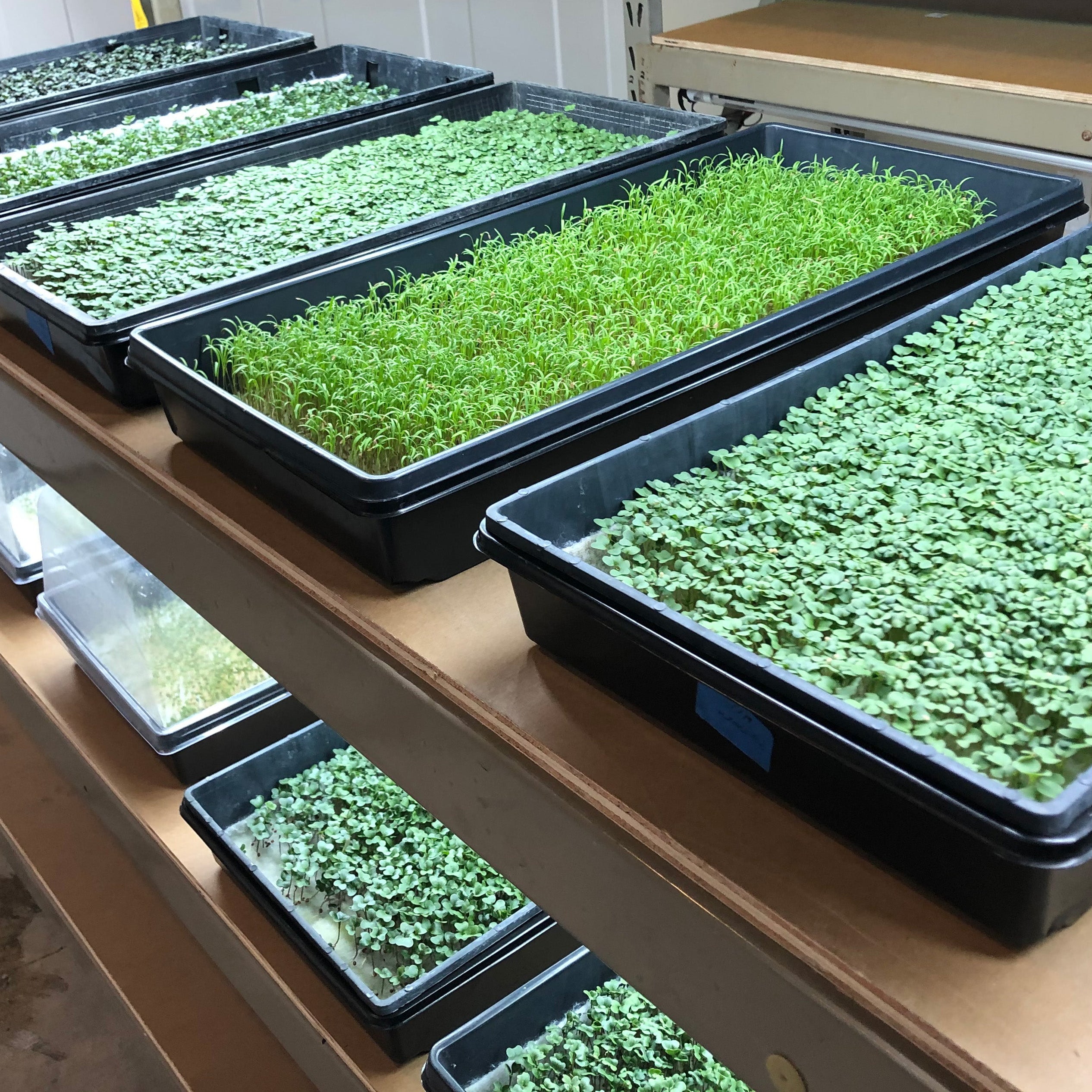 Image of Reusable Grow Mat 10in x 20in