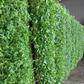 Standard Grow Mat 10in x 20in