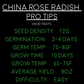 China Rose Radish