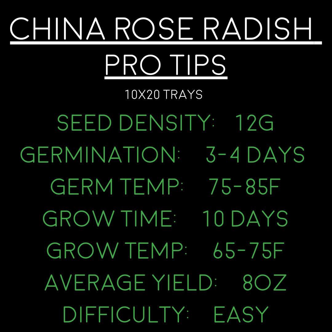 China Rose Radish