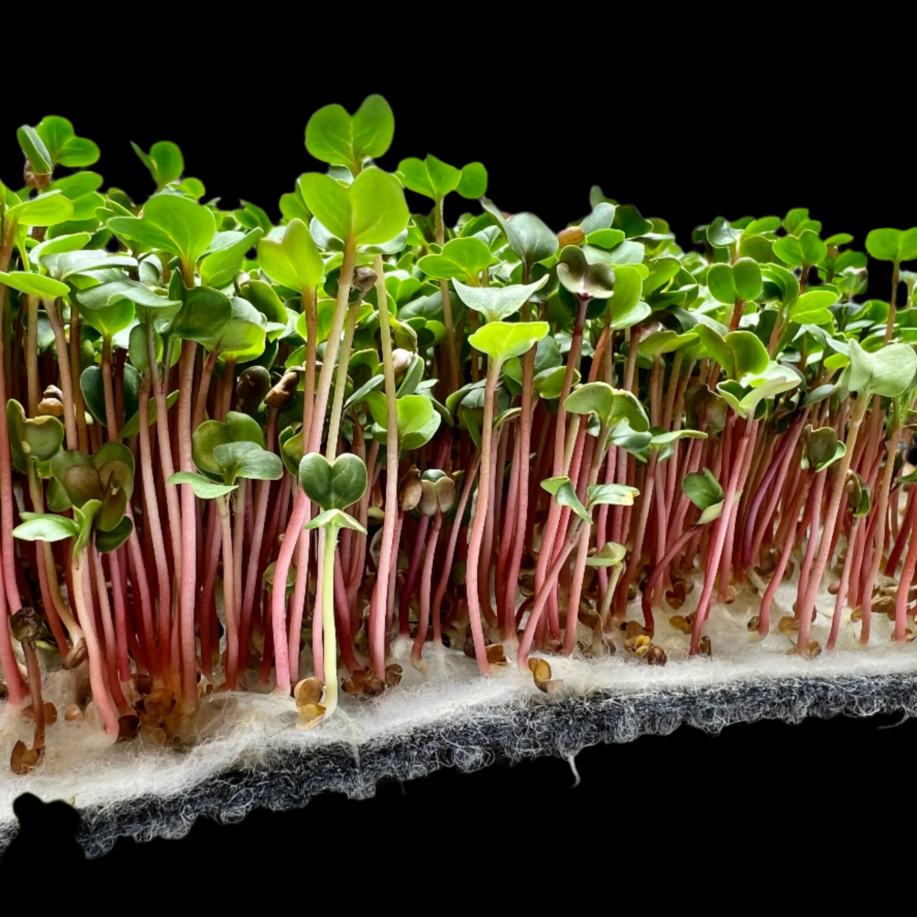 Image of Reusable Grow Mat 10in x 20in