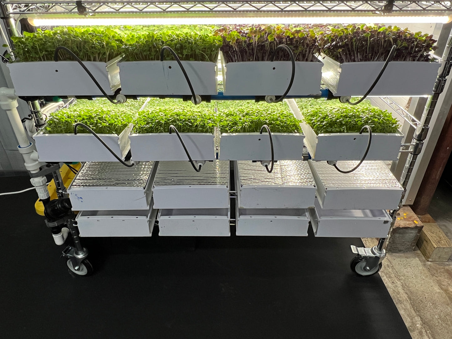 Microgreen StarterKit