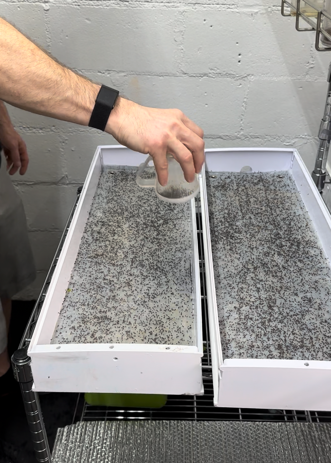 Seeding the grow channel