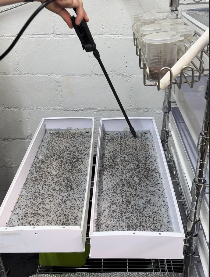 Misting seeds with spray bottle