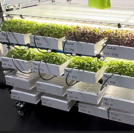 Image of Microgreens growing in white hydroponic grow channels under LED grow lights