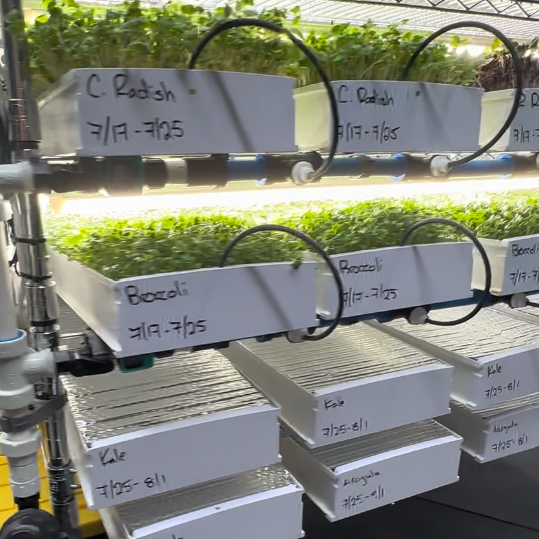 Image of Labeled channels of microgreens growing on two lit levels, with more channels stacked below