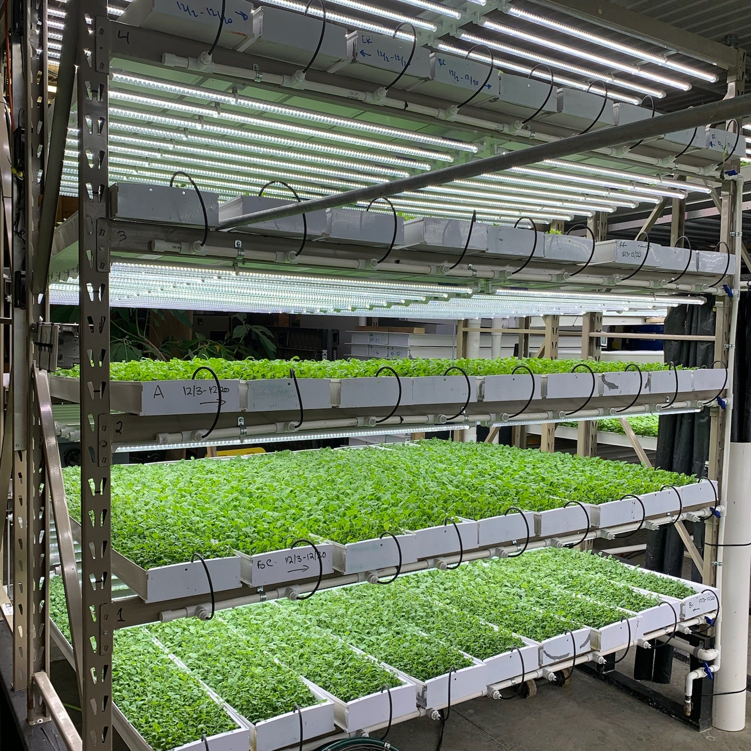 Image of One of our Commercial Production Racks with microgreens growing in long channels on four lit levels