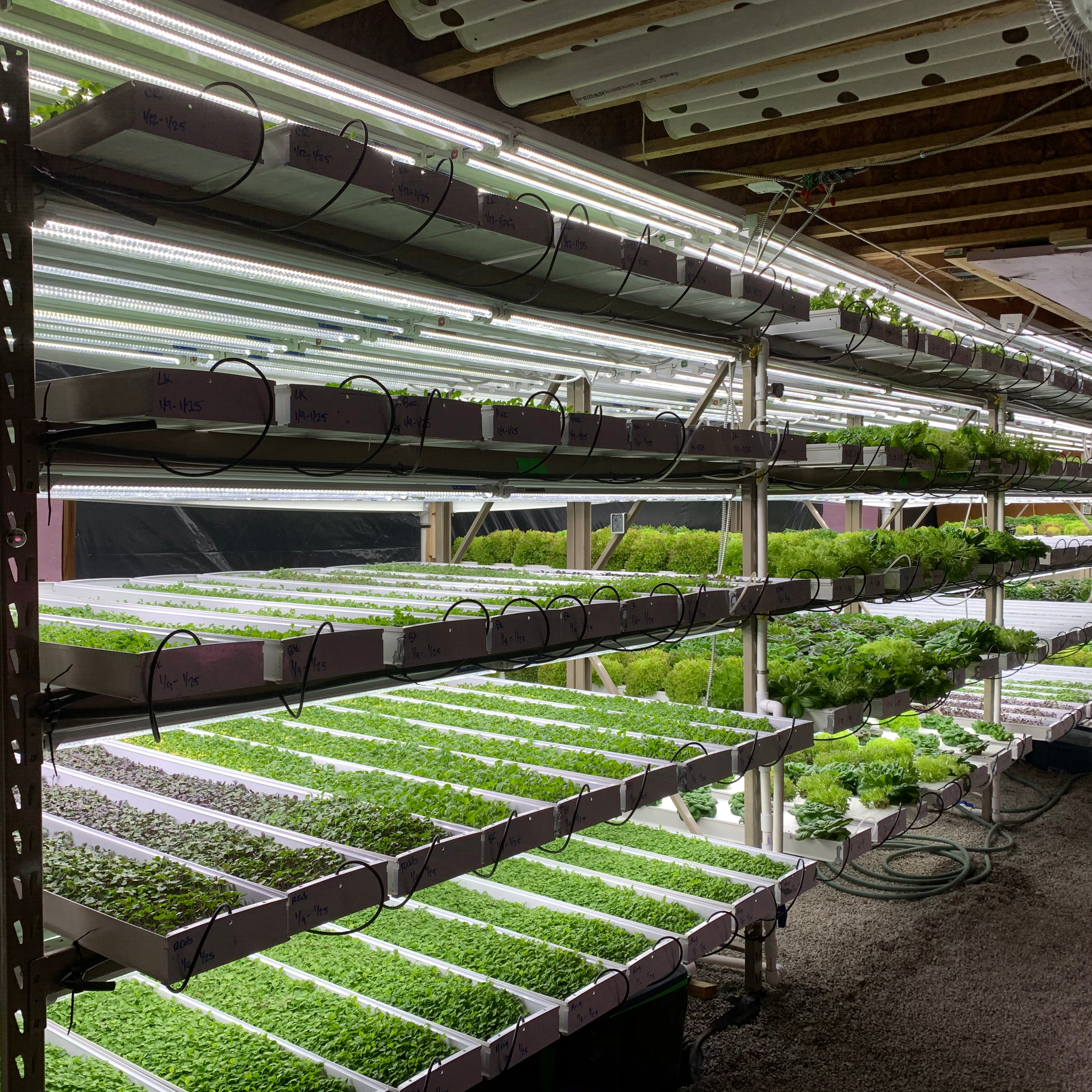 Image of A row of our Commercial Production Racks with microgreens and baby greens growing under lights on every level