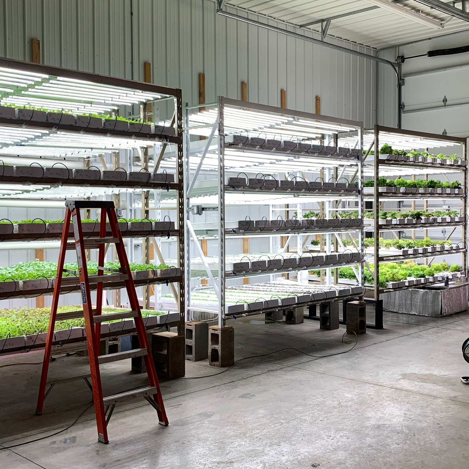 Image of Three of our Commercial Production Racks installed in a warehouse grow room, with greens growing under lights on each level